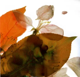 Zierapfel Rose I, 2014